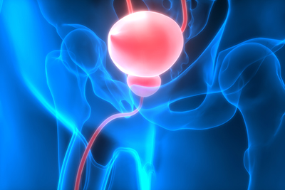 Medical drawing of a skeletal frame housing a bladder.