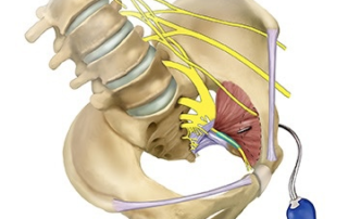 Obturator muscle illustration